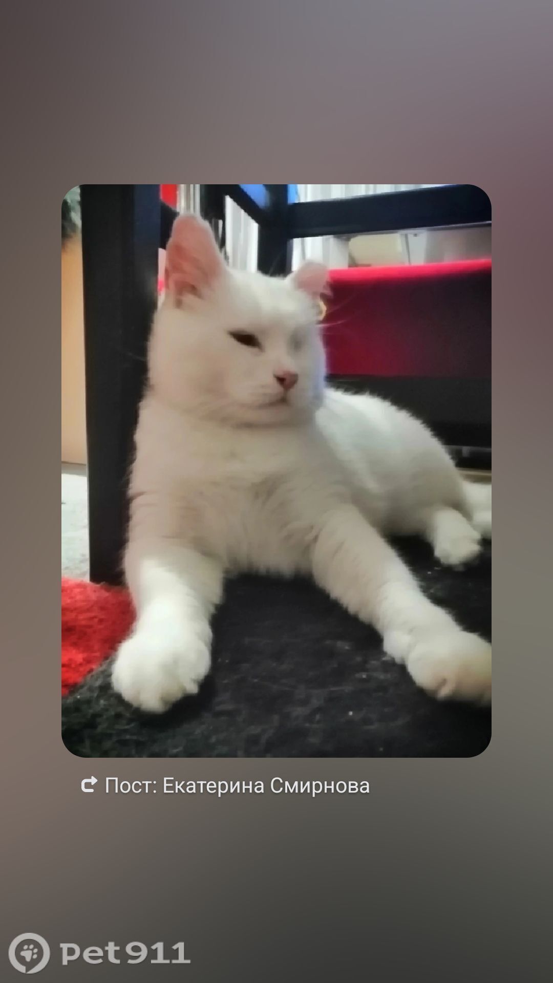 Пропала кошка в Костроме — фото объявления