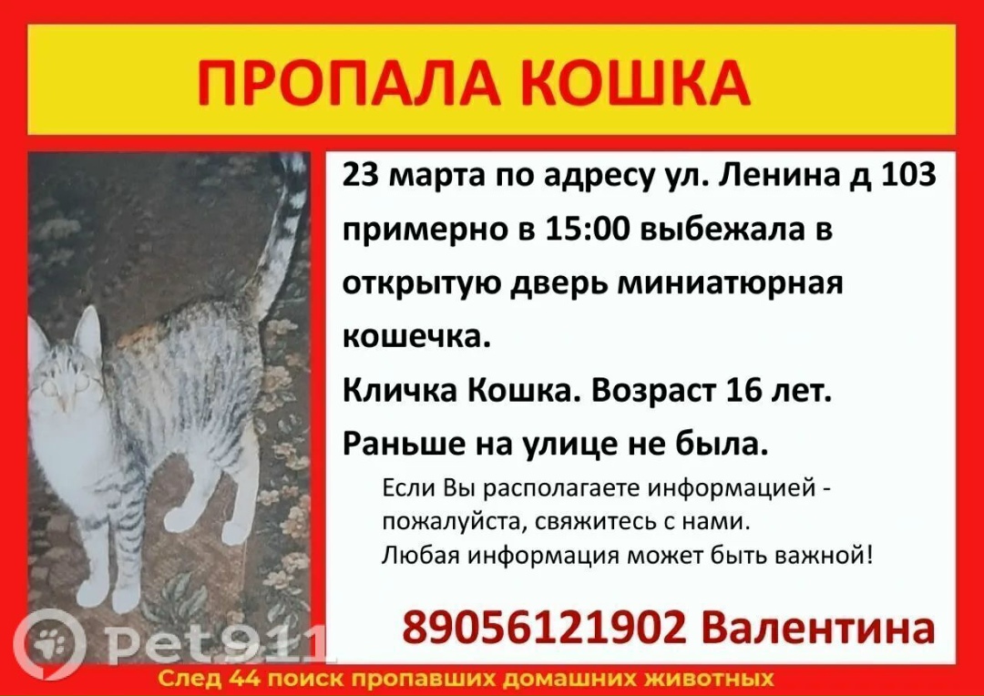 Пропала кошка в Костроме — фото объявления