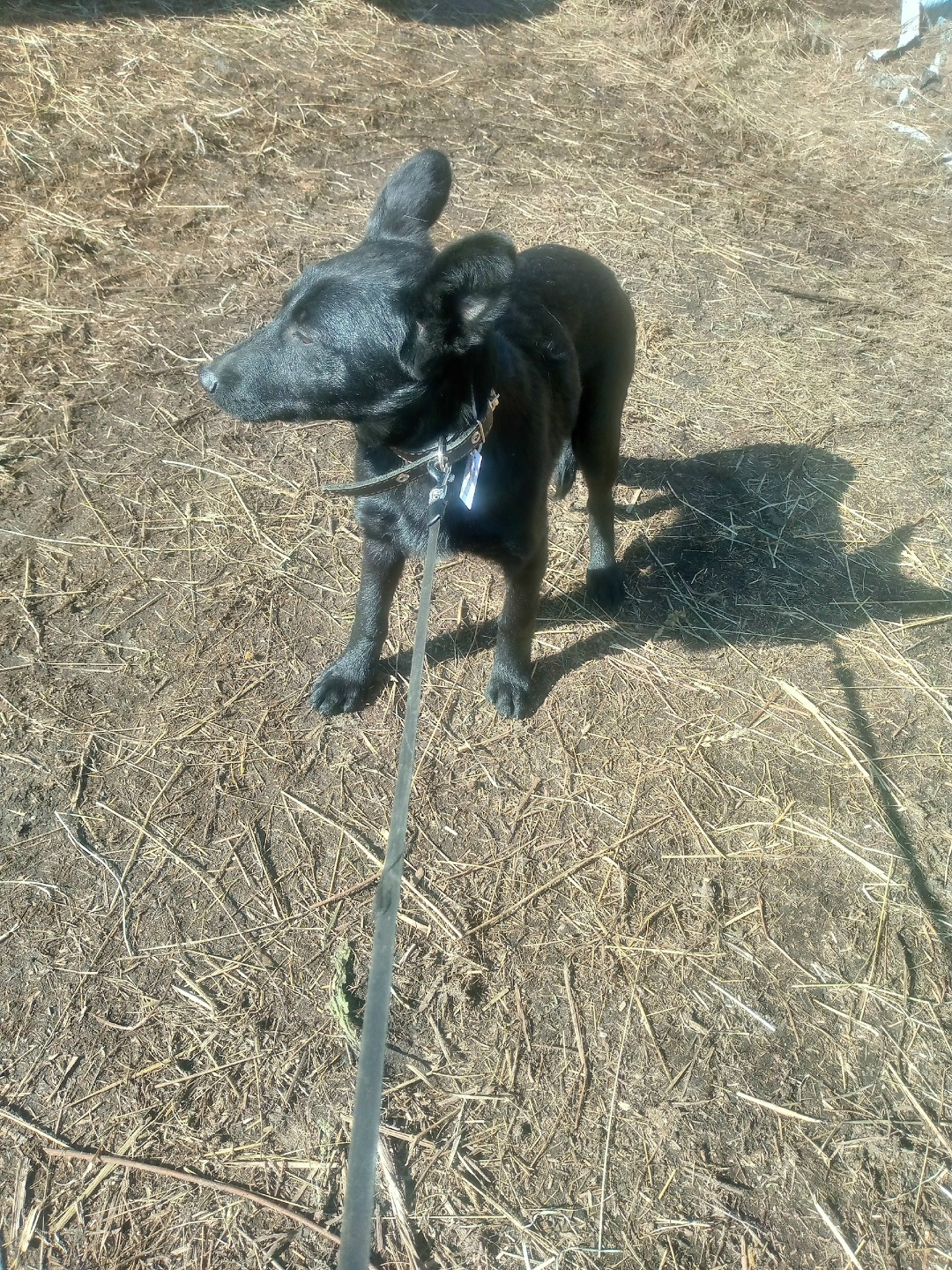 Найдена собака в Костроме — фото объявления