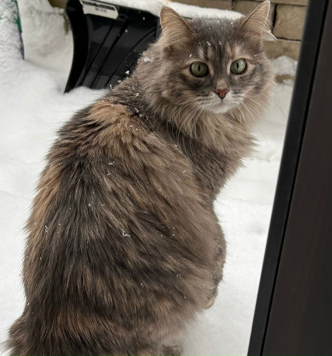Найдена кошка в Костроме — фото объявления