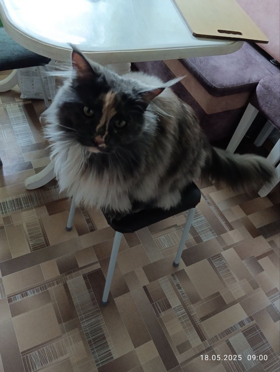 Пропала кошка в Костроме — фото объявления