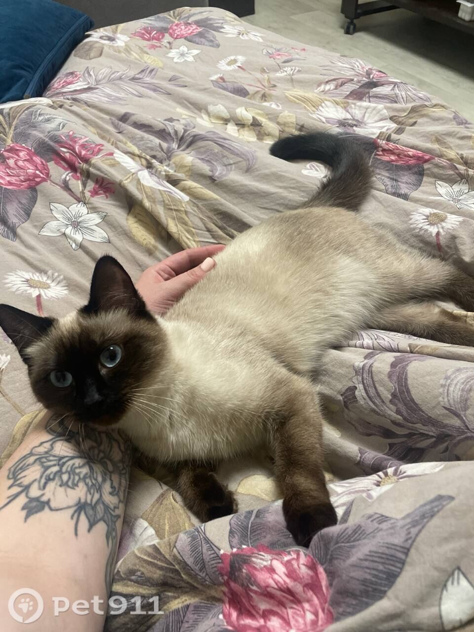 Пропала кошка в Костроме — фото объявления