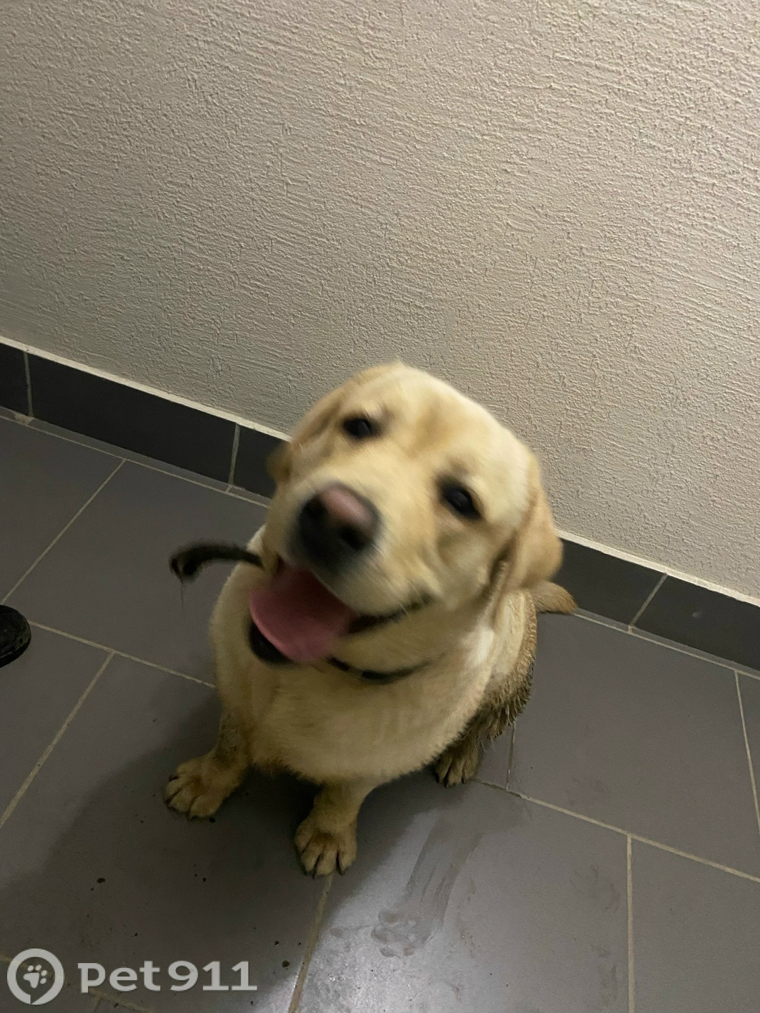 Найдена собака в Костроме — фото объявления