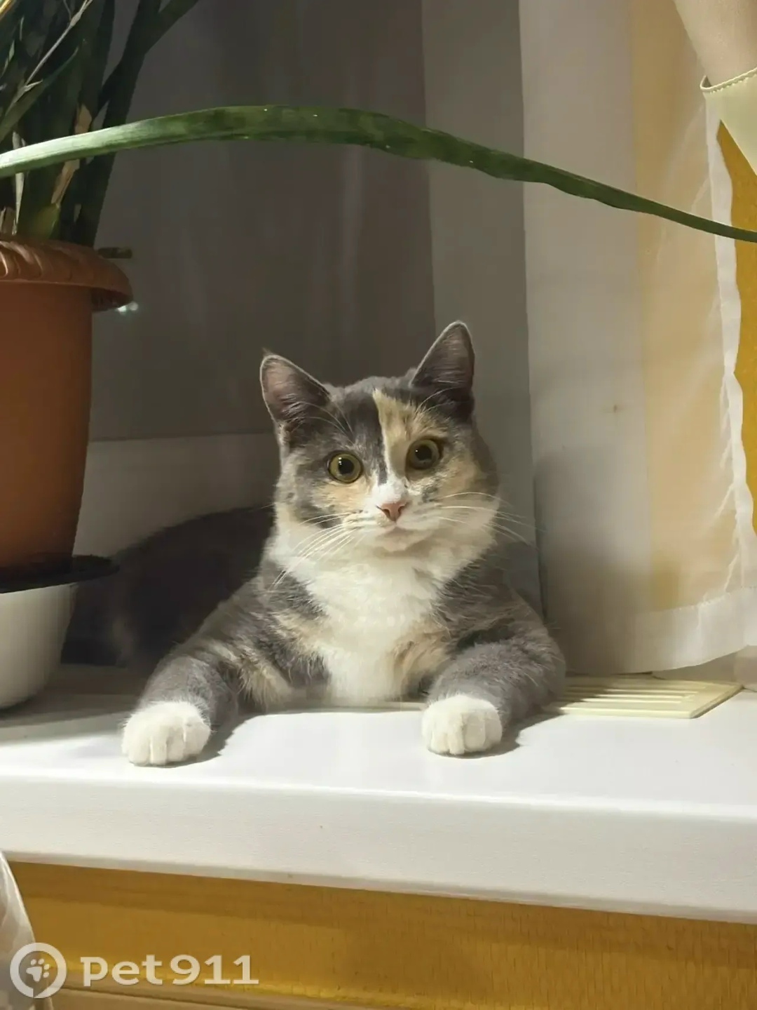 Пропала кошка в Костроме — фото объявления