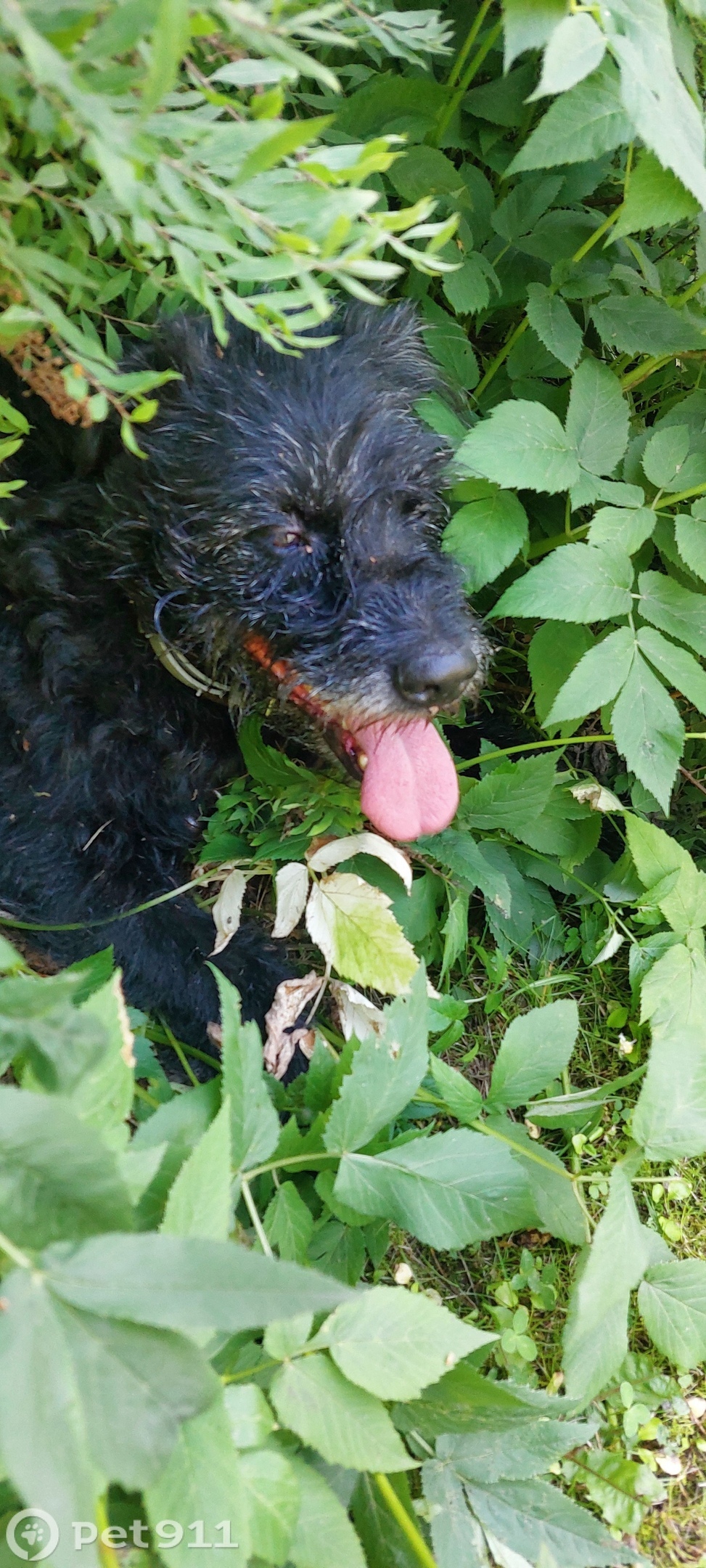 Пропала собака в Костроме — фото объявления