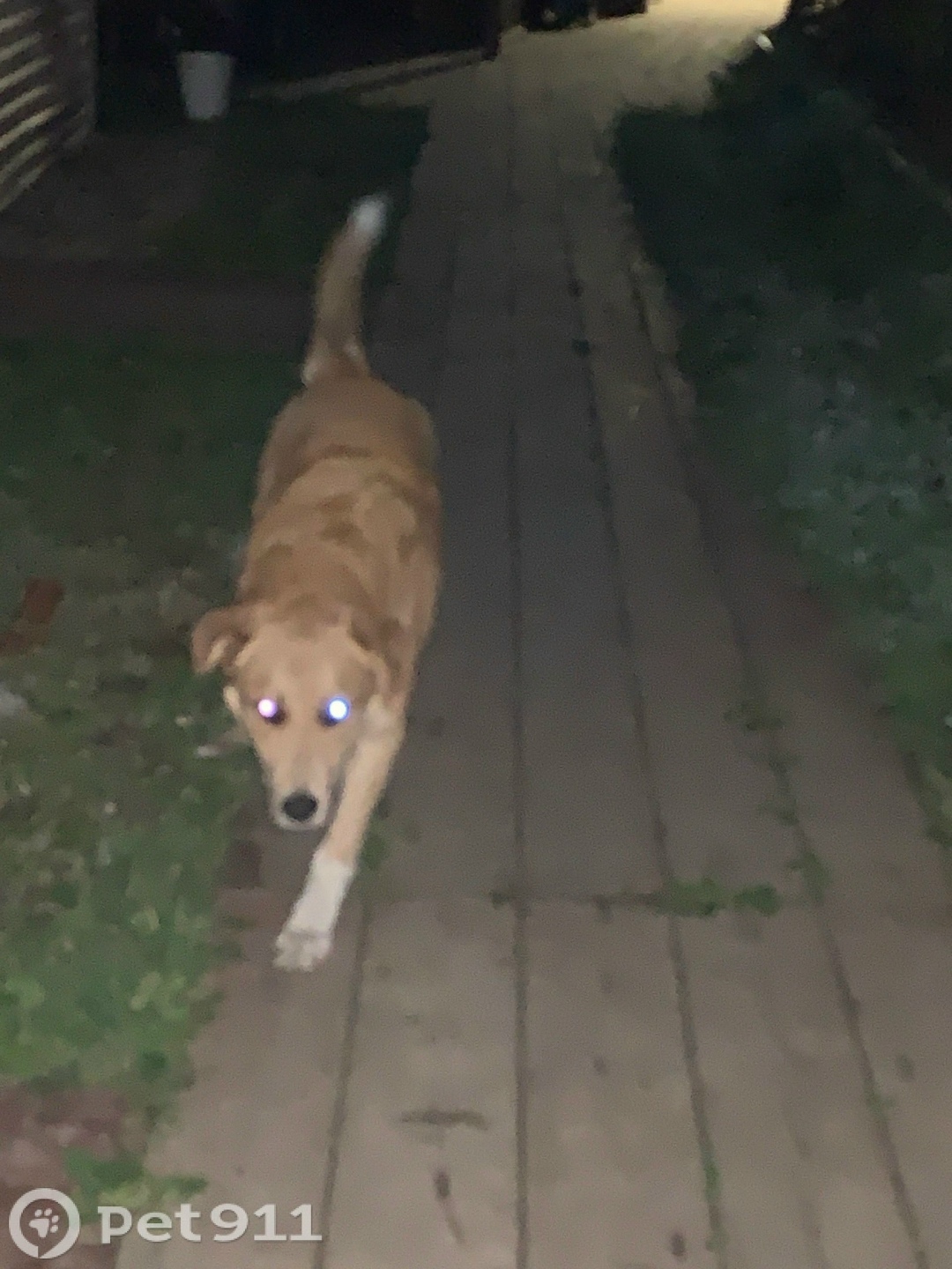 Пропала собака в Костроме — фото объявления