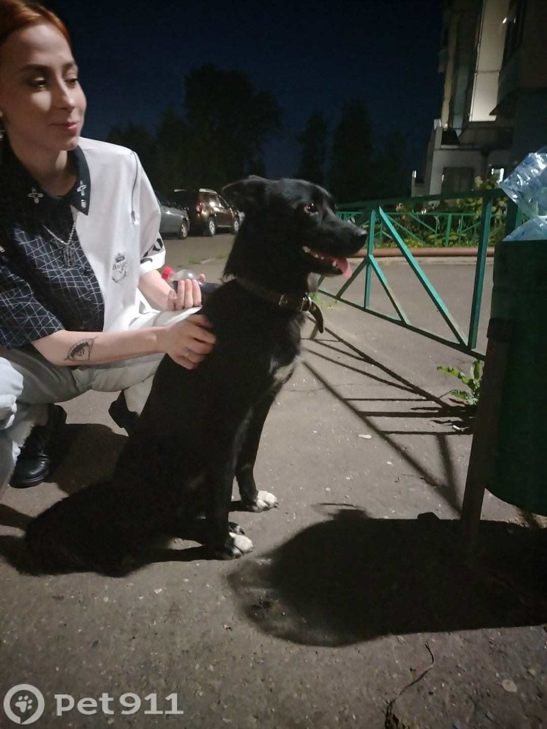 Найдена собака в Костроме — фото объявления