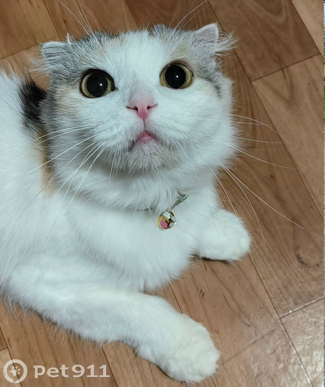 Пропала кошка в Костроме — фото объявления