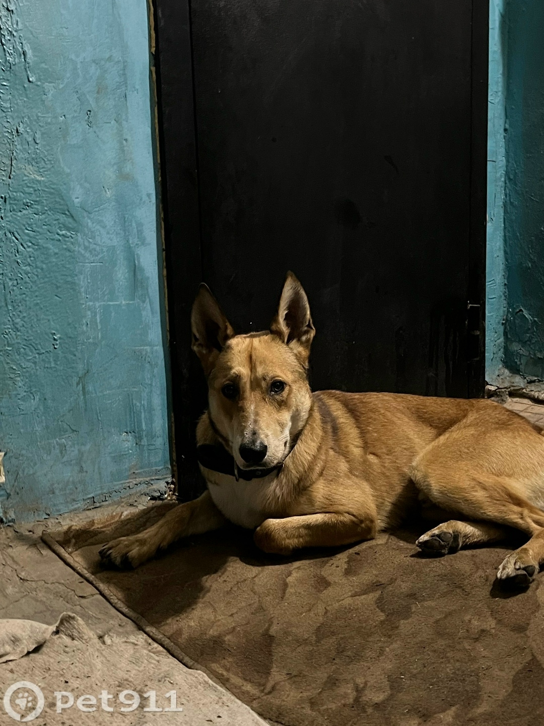 Найдена собака в Костроме — фото объявления