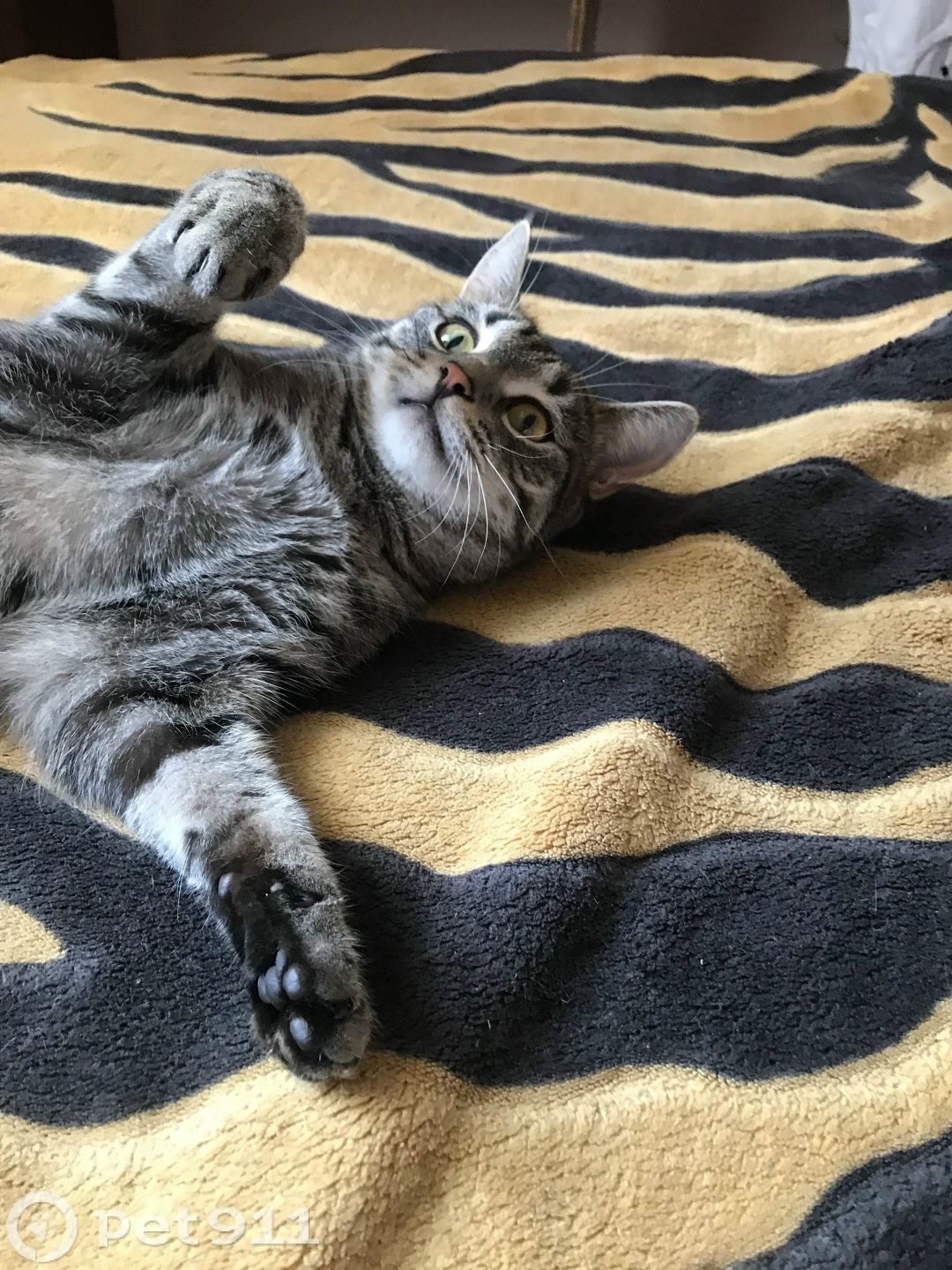 Пропала кошка в Костроме — фото объявления