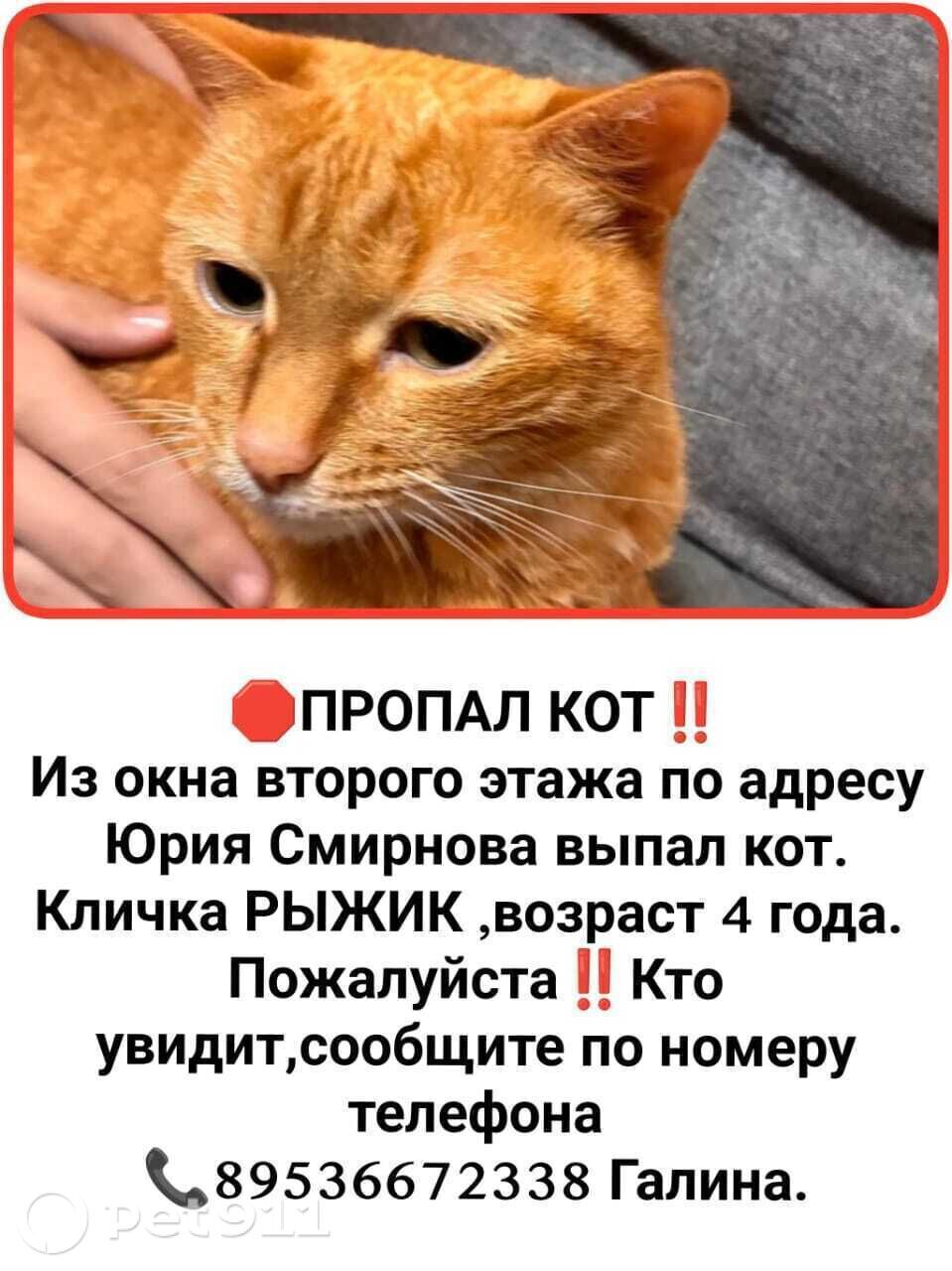 Пропала кошка в Костроме — фото объявления