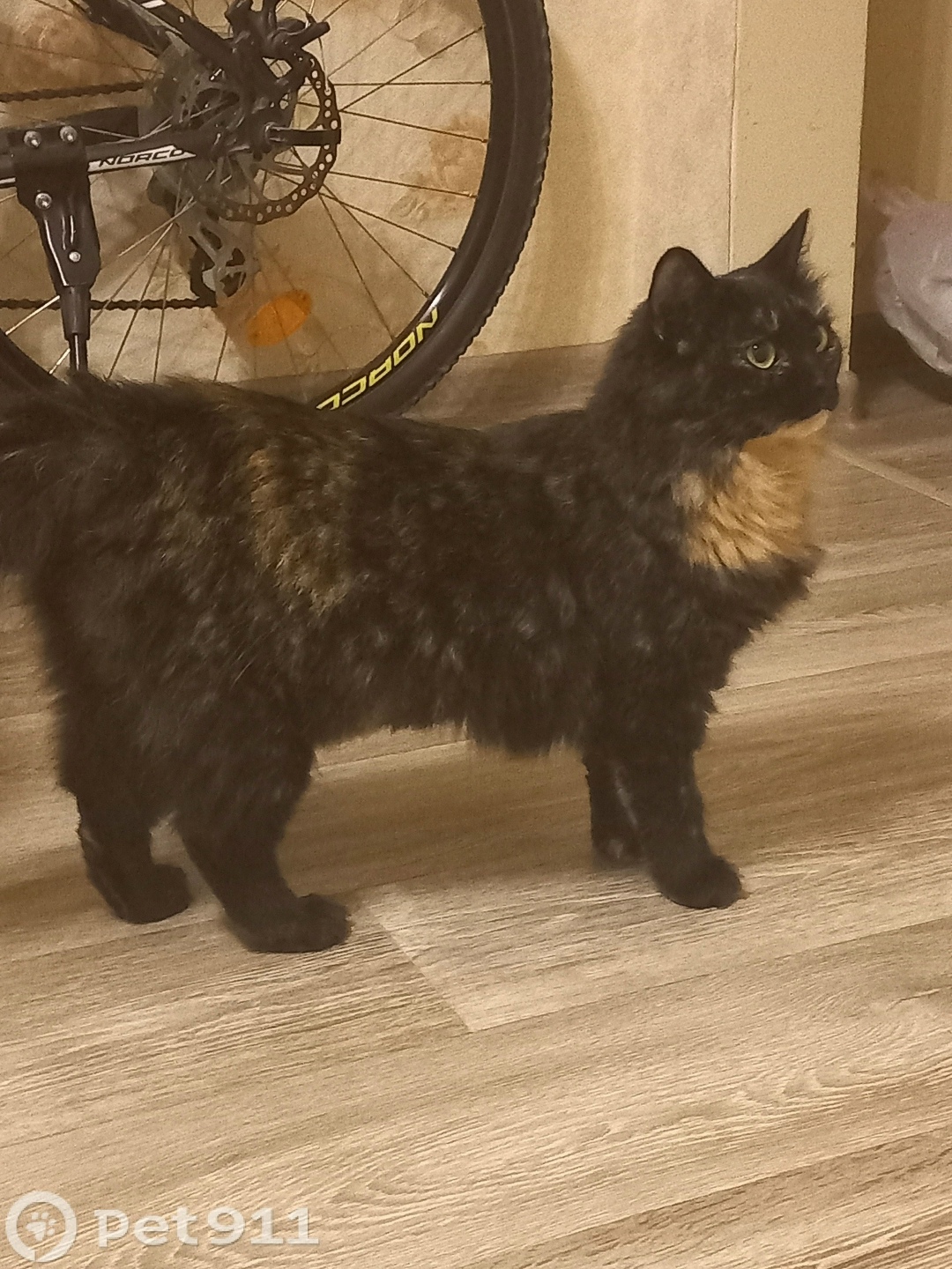 Найдена кошка в Костроме — фото объявления