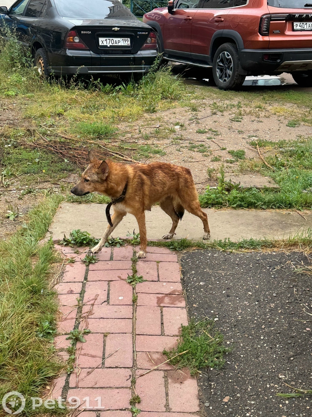 Найдена собака в Костроме — фото объявления