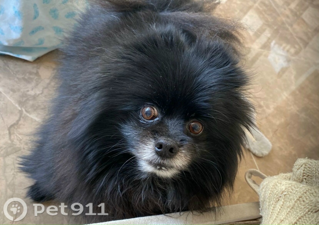 Пропала собака в Костроме — фото объявления