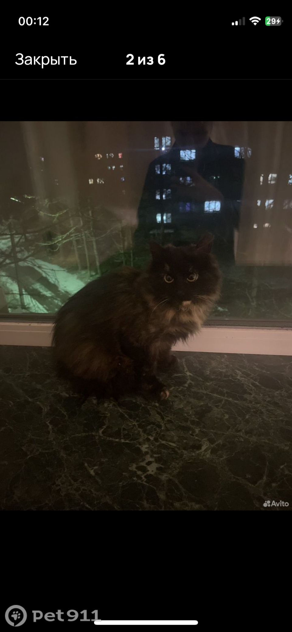 Пропала кошка в Костроме — фото объявления