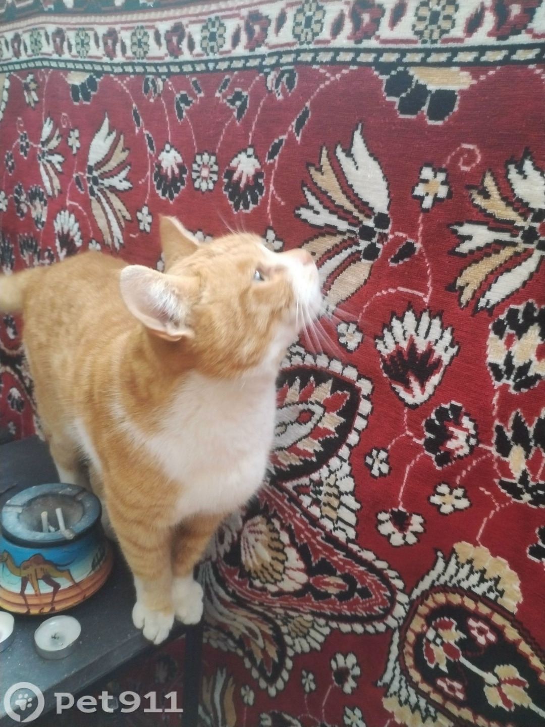 Пропала собака в Костроме — фото объявления