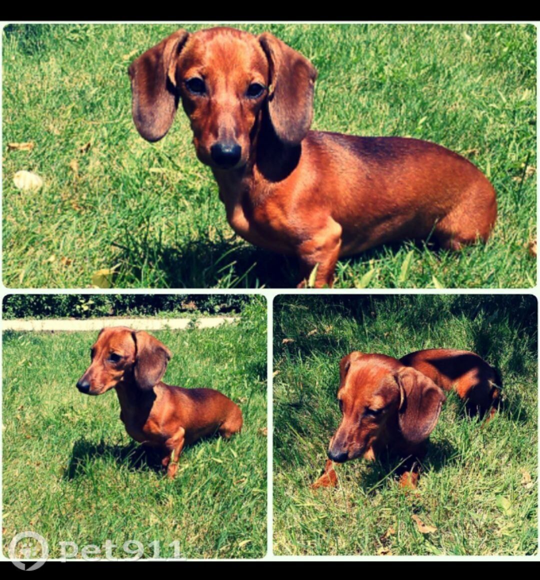 Пропала собака в Костроме — фото объявления