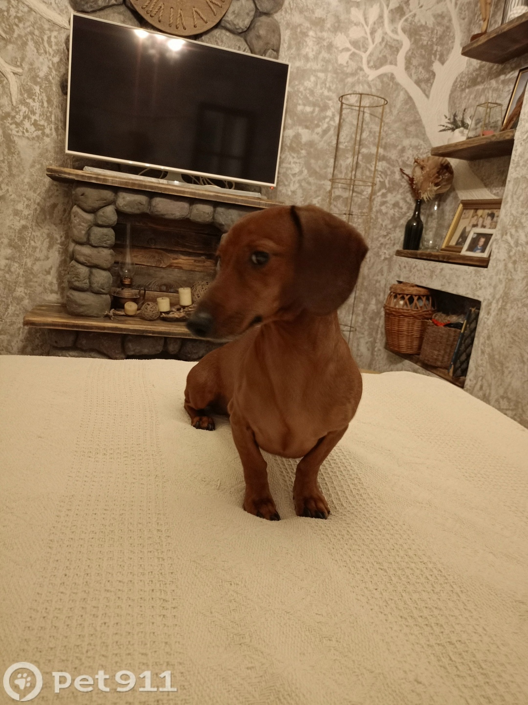 Пропала собака в Костроме — фото объявления