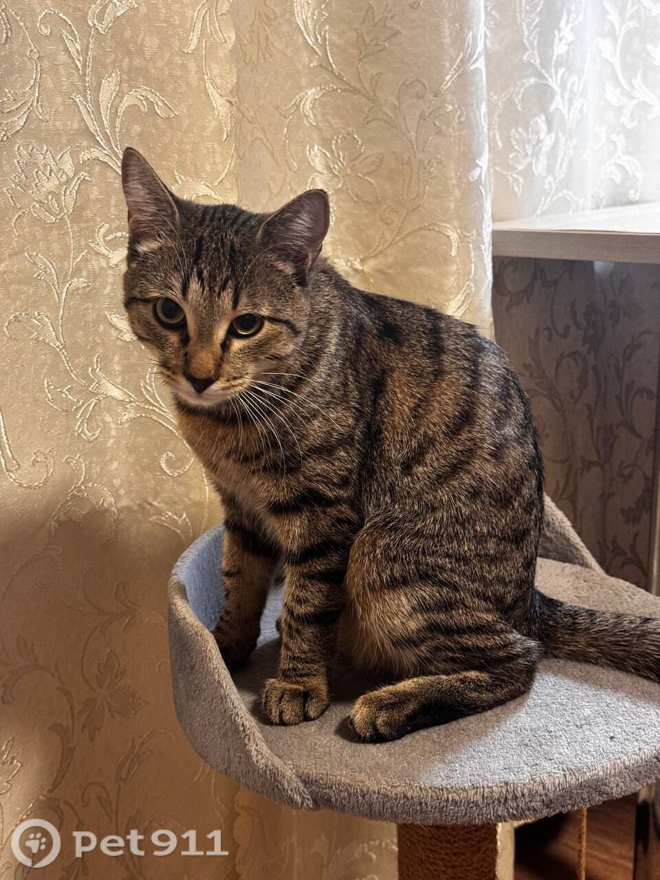 Пропала кошка в Костроме — фото объявления