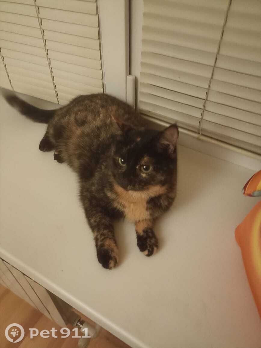 Пропала кошка в Костроме — фото объявления