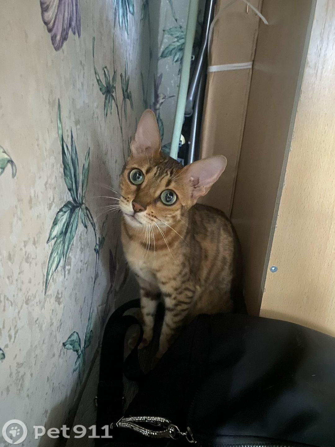 Найдена кошка в Костроме — фото объявления