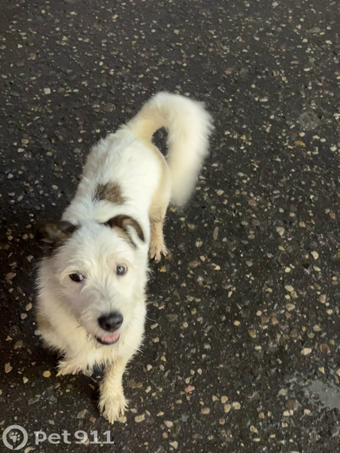 Найдена собака в Костроме — фото объявления