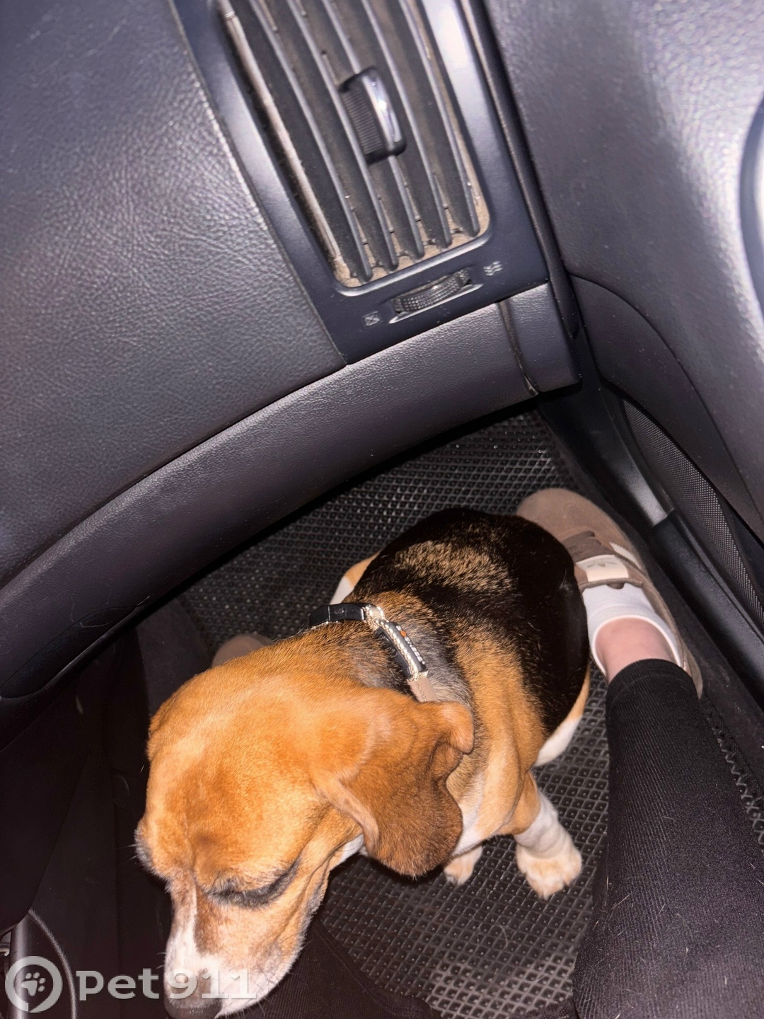 Найдена собака в Костроме — фото объявления