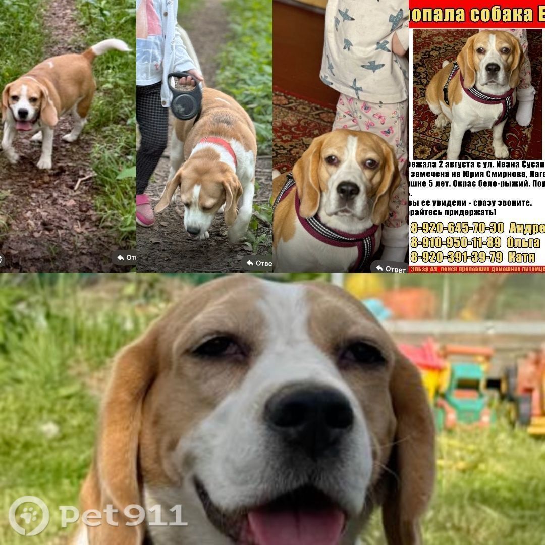 Пропала собака в Костроме — фото объявления