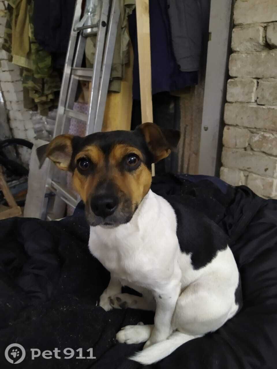 Пропала собака в Костроме — фото объявления