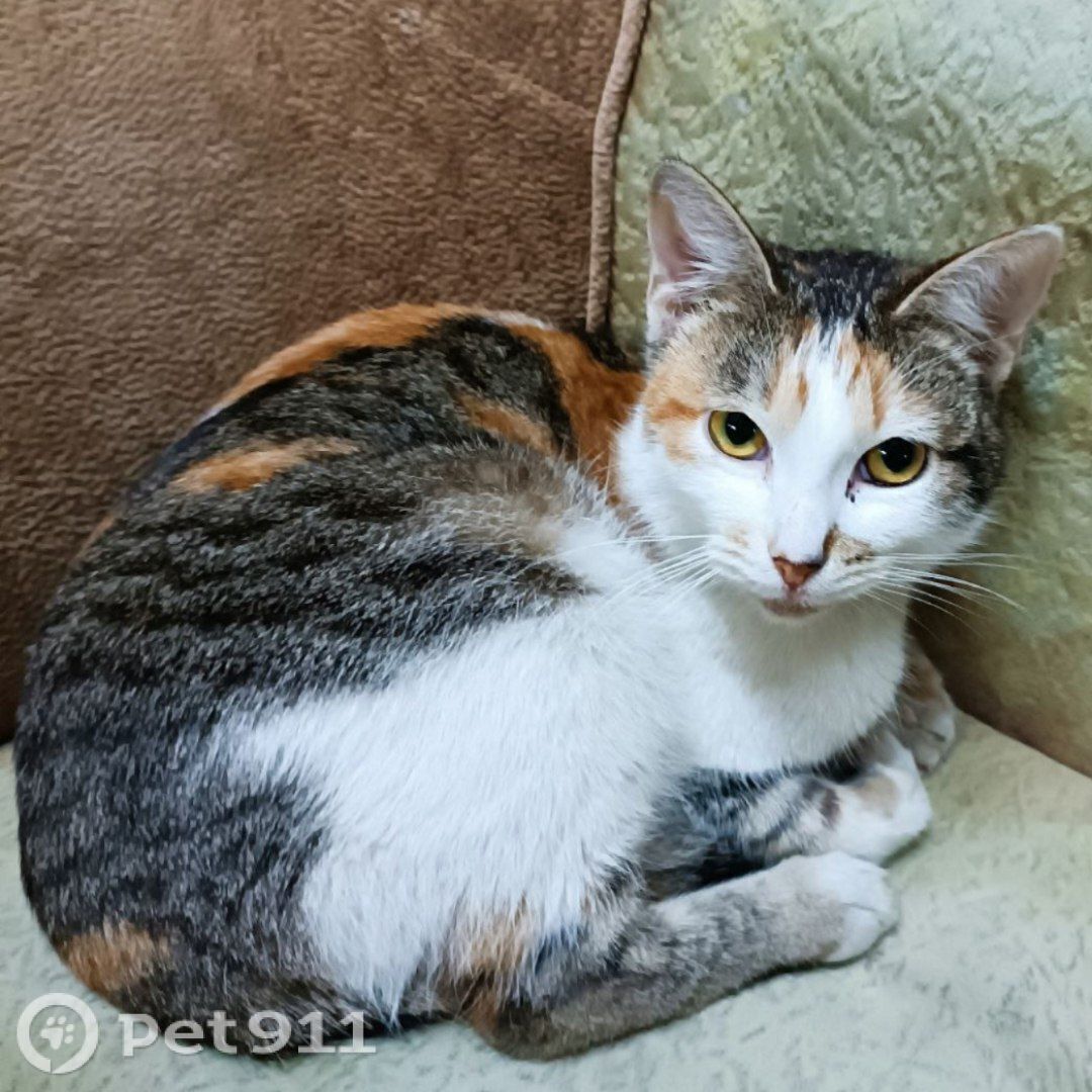 Пропала кошка в Костроме — фото объявления