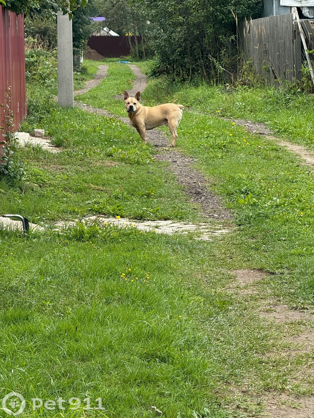 Найдена собака в Костроме — фото объявления