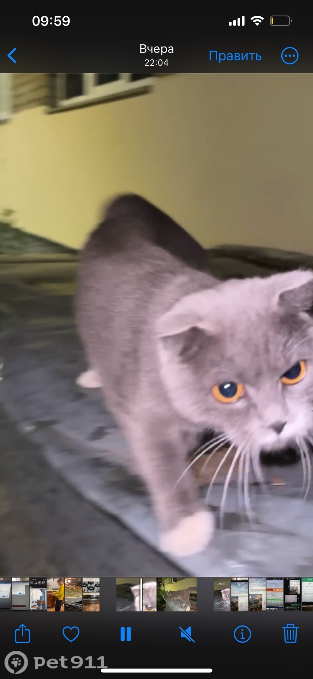 Найдена кошка в Костроме — фото объявления