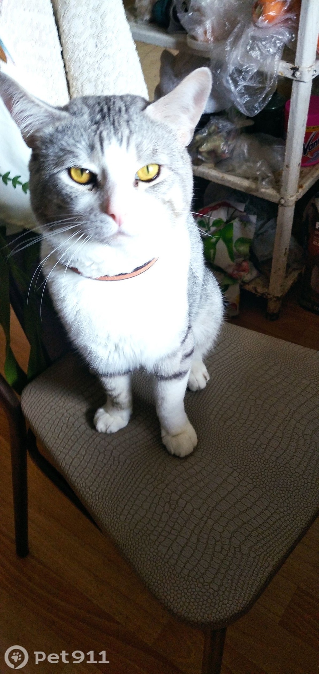 Пропала кошка в Костроме — фото объявления