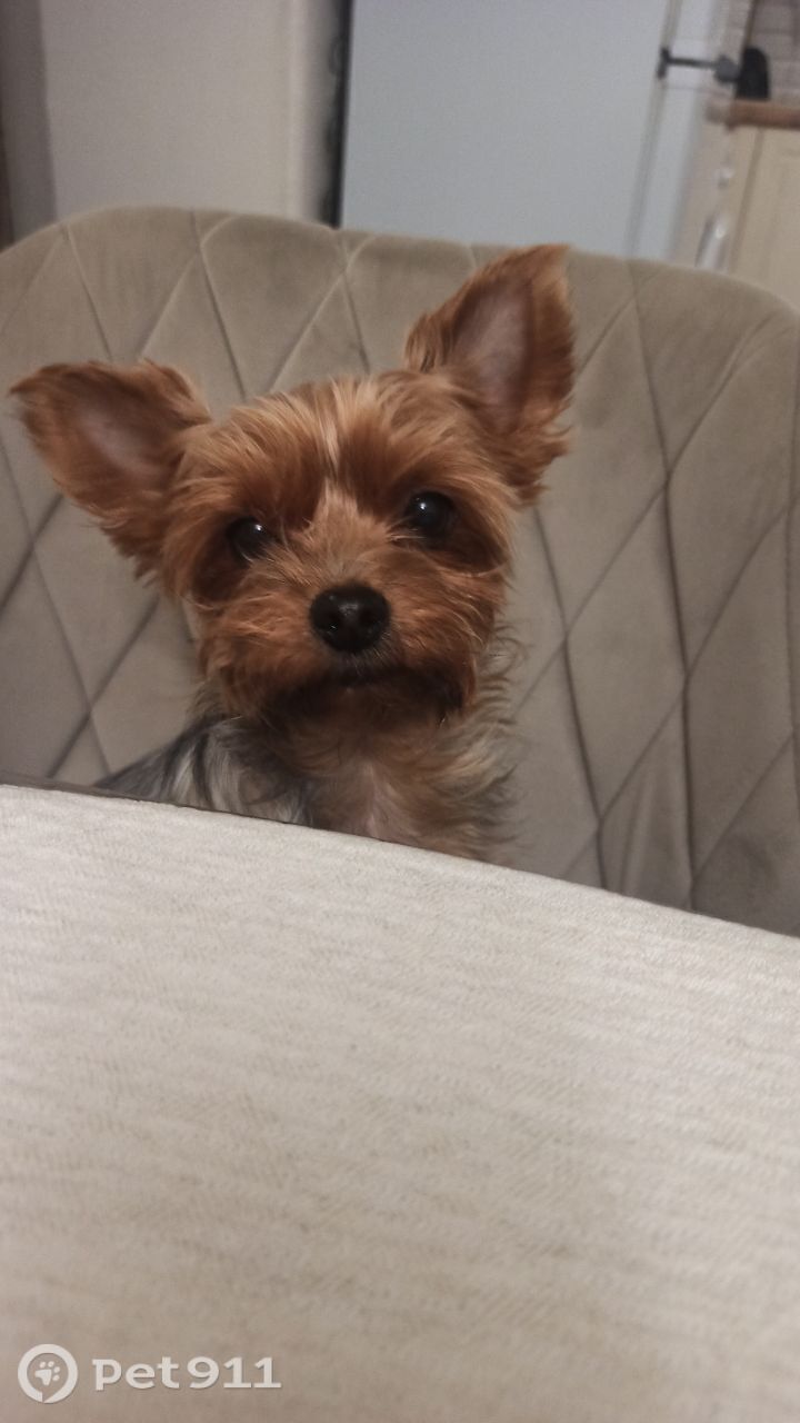 Пропала собака в Костроме — фото объявления