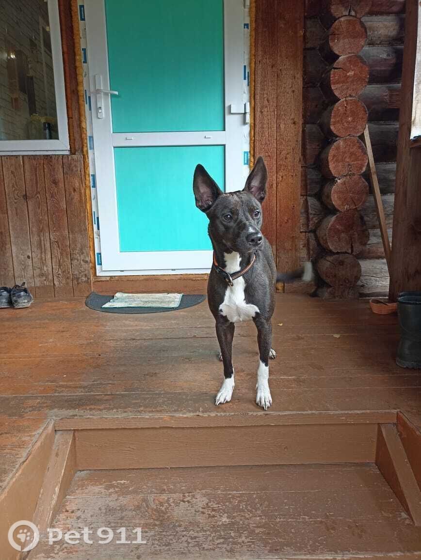 Найдена собака в Костроме — фото объявления