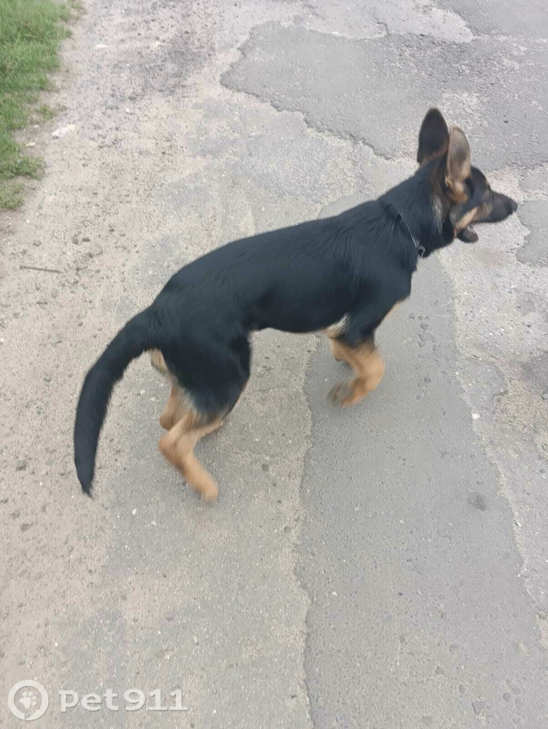 Найдена собака в Костроме — фото объявления