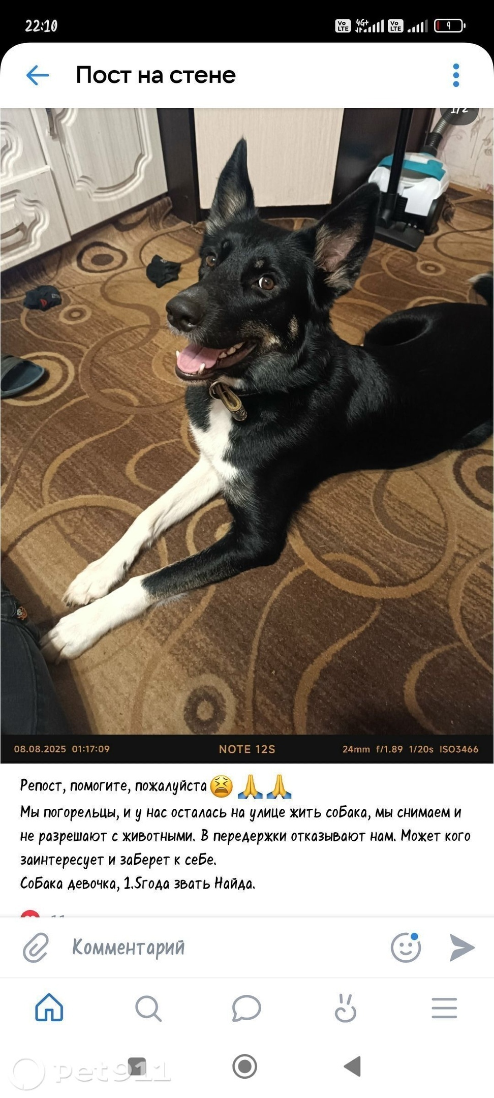 Пропала собака в Костроме — фото объявления