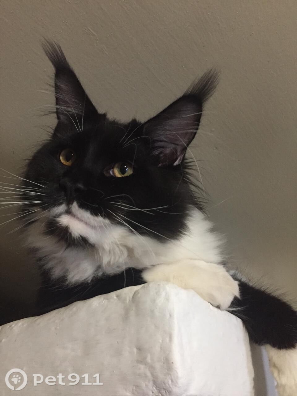 Пропала кошка в Костроме — фото объявления