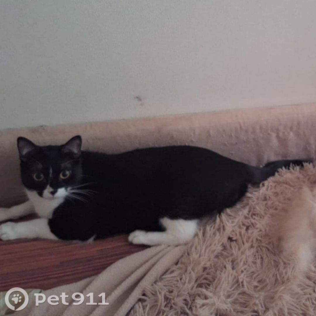 Пропала кошка в Костроме — фото объявления