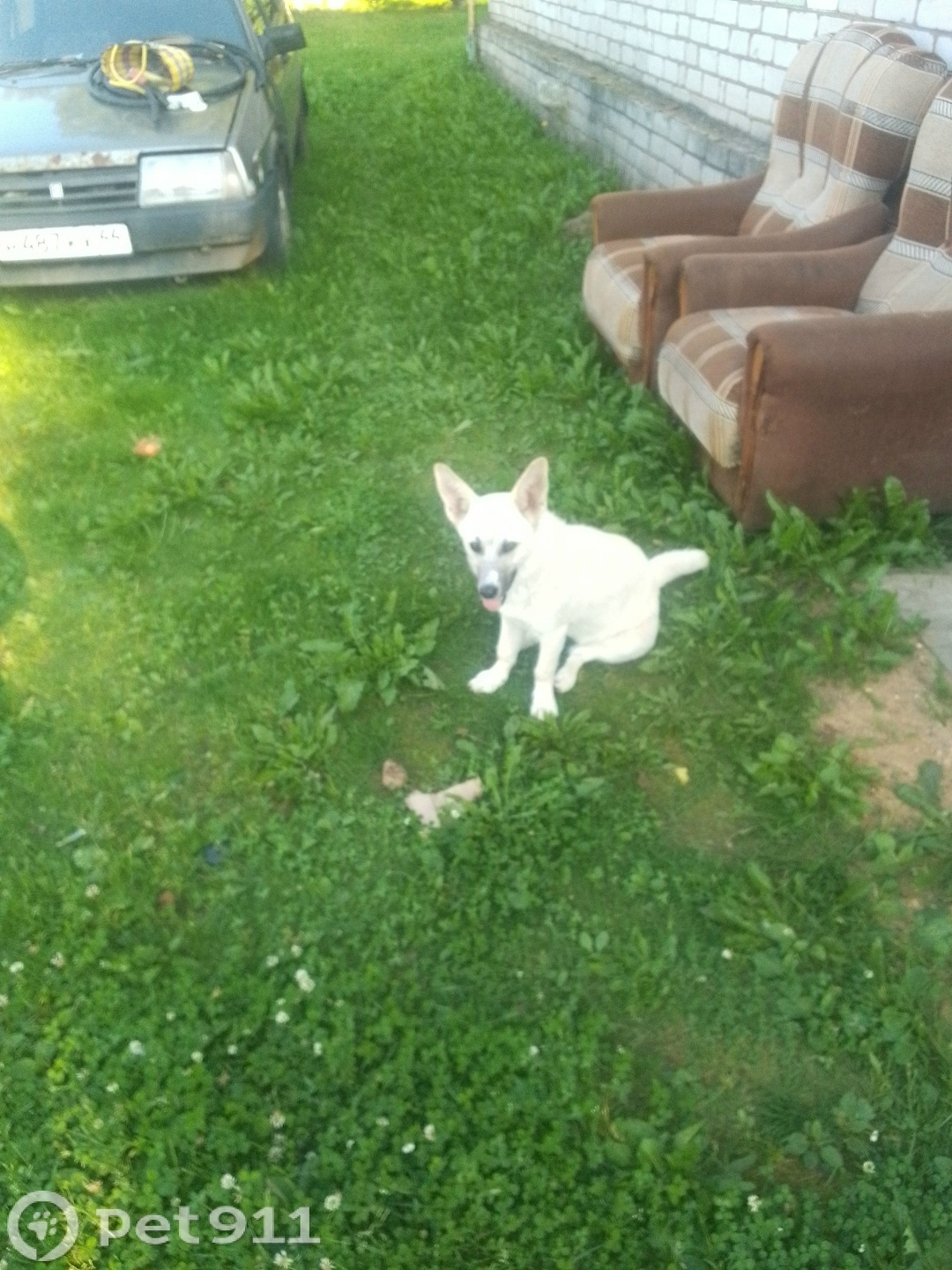 Найдена собака в Костроме — фото объявления