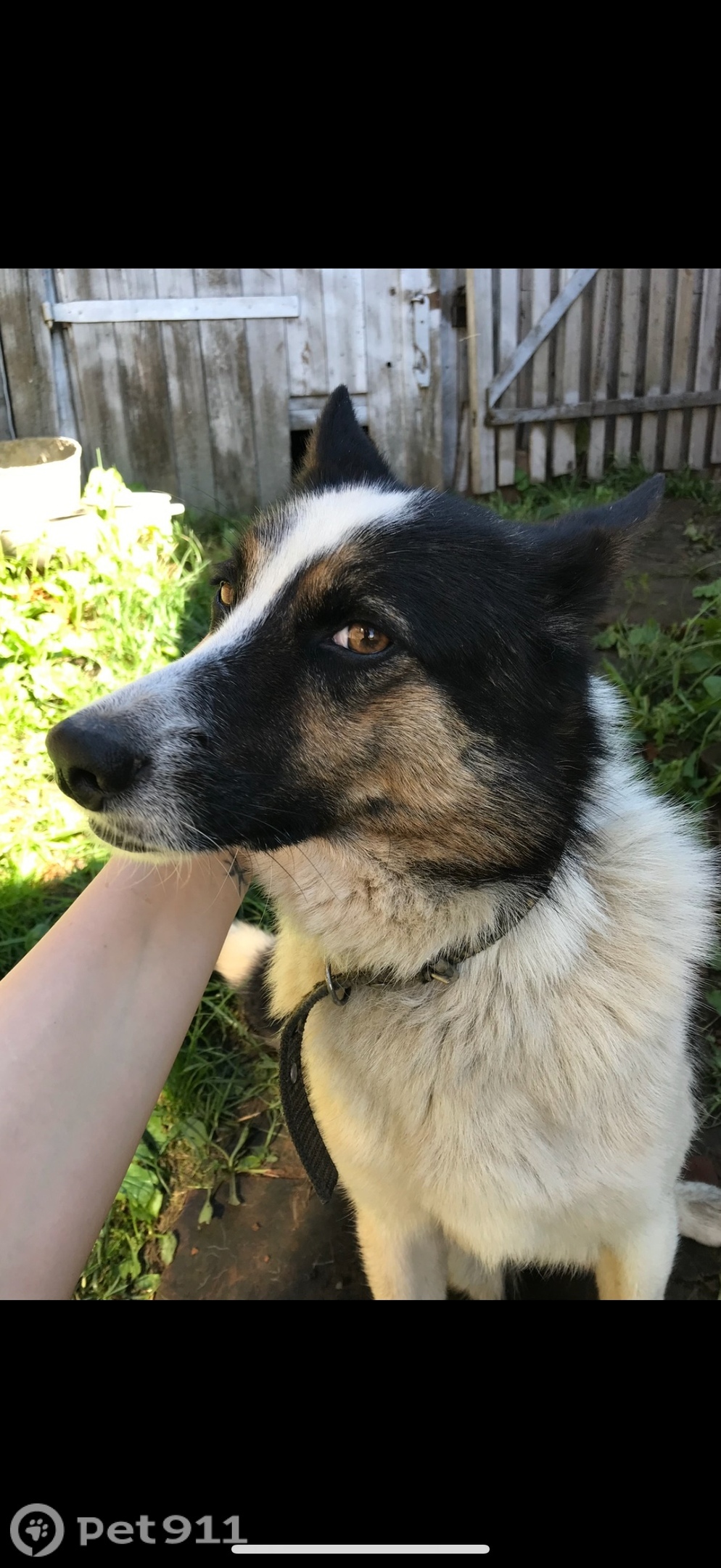 Пропала собака в Костроме — фото объявления