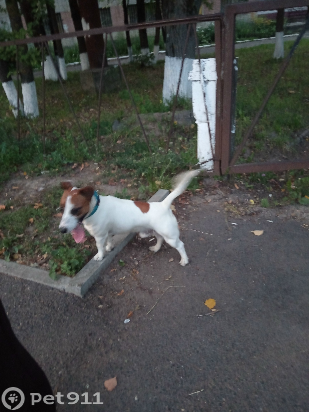 Найдена собака в Костроме — фото объявления