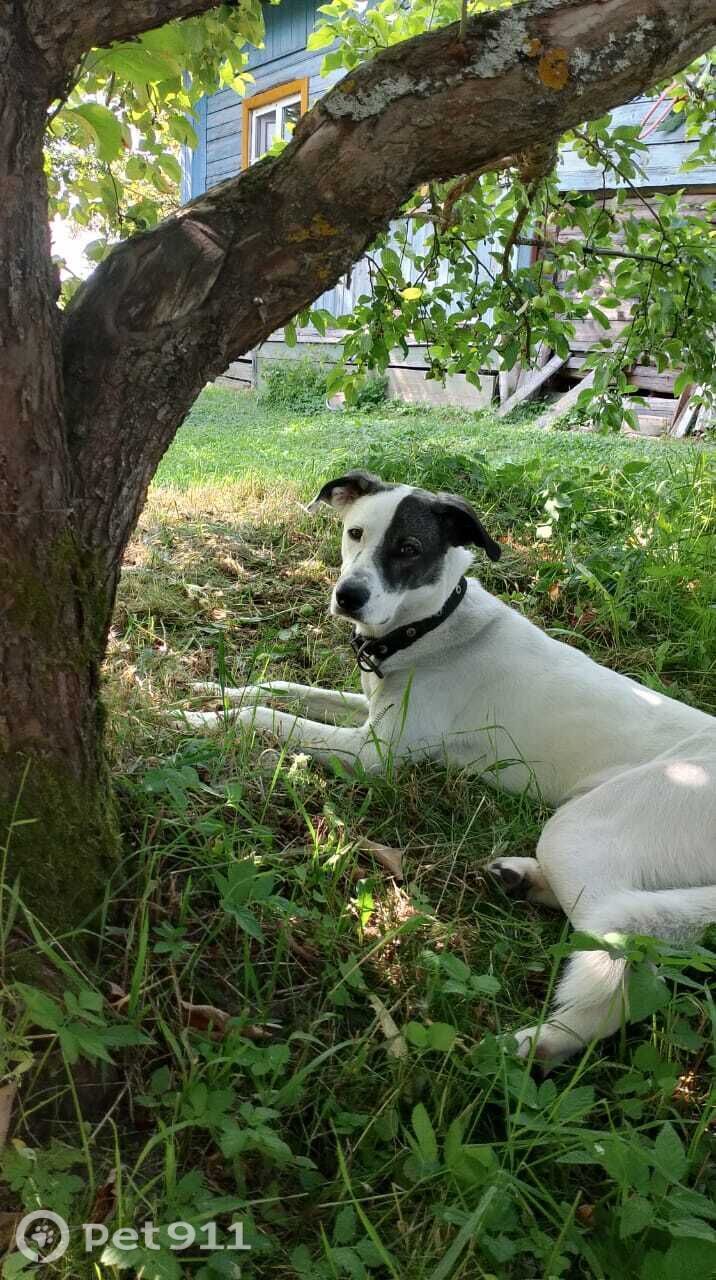 Пропала собака в Костроме — фото объявления