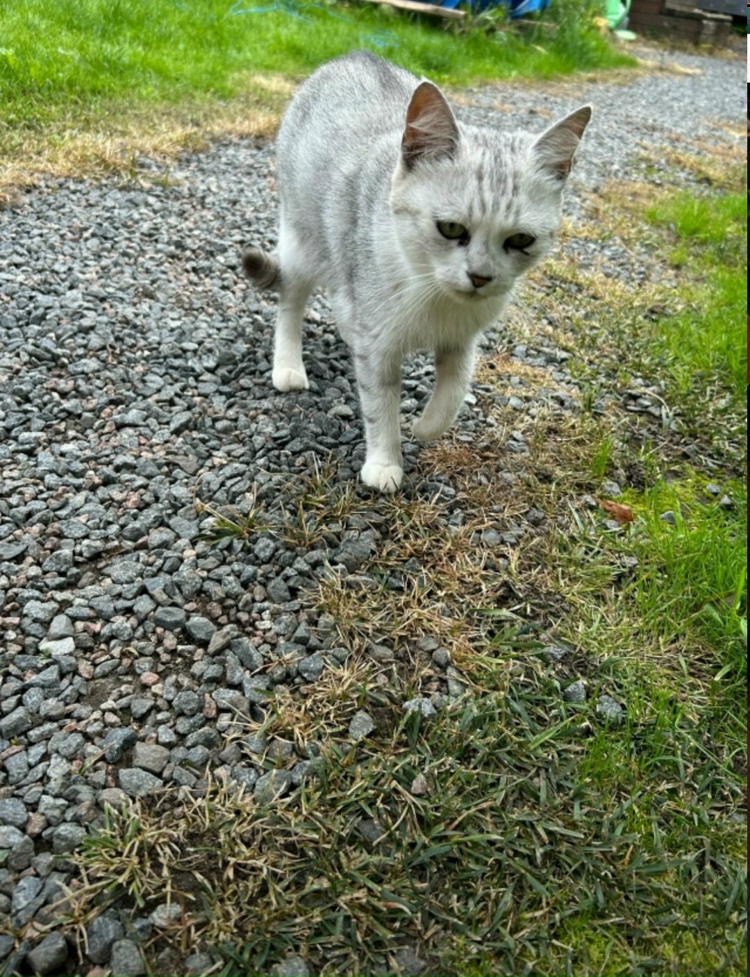 Найдена кошка в Костроме — фото объявления