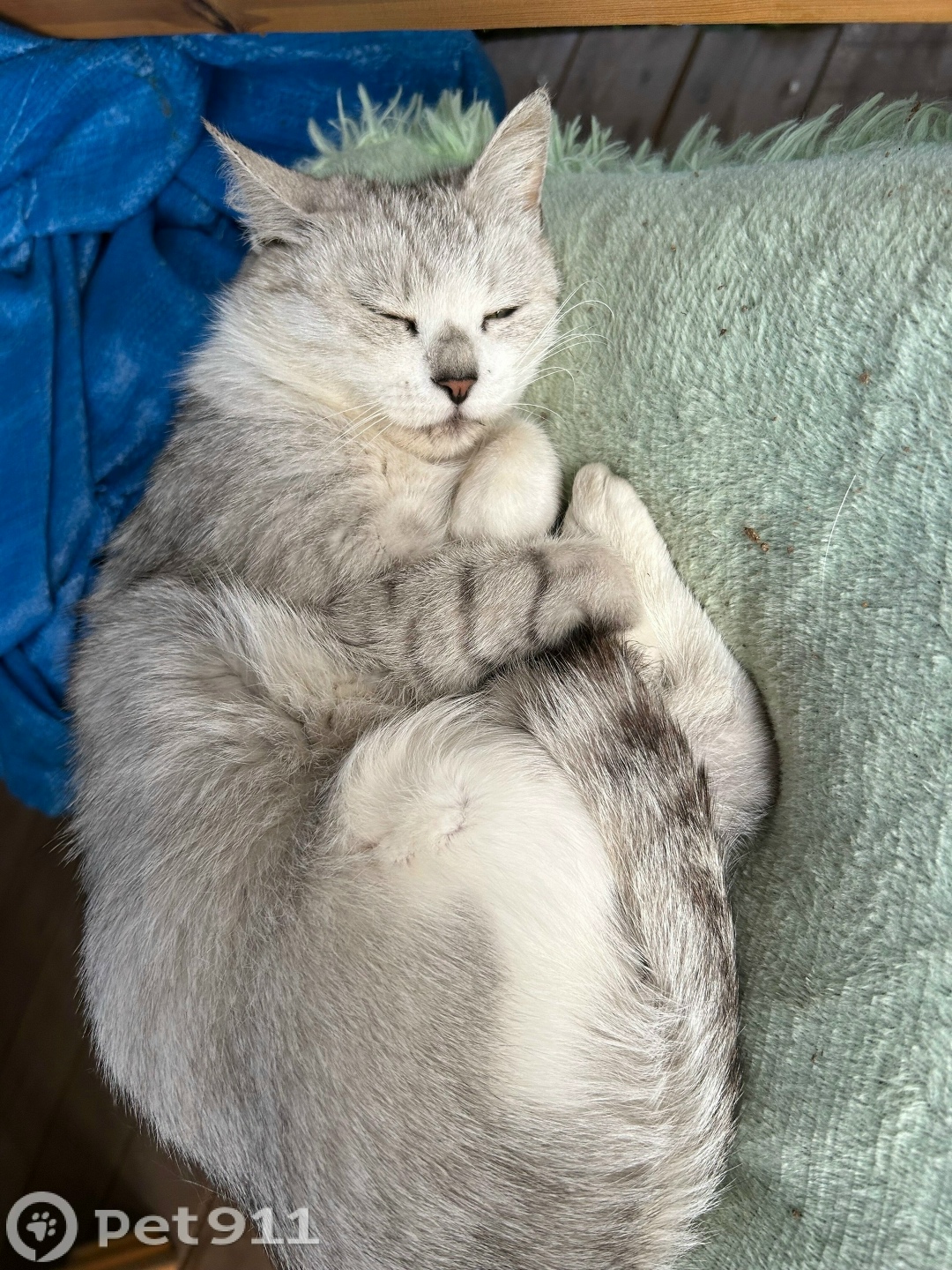 Найдена кошка в Костроме — фото объявления