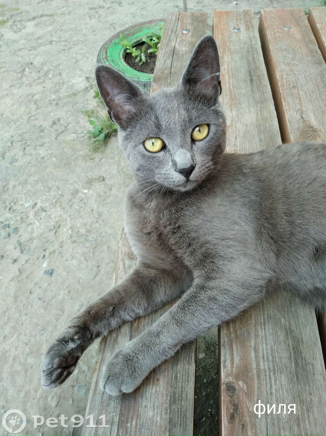 Пропала кошка в Костроме — фото объявления