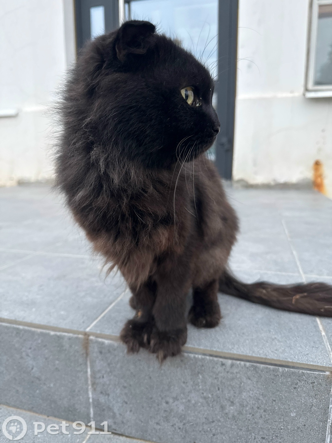 Найдена кошка в Костроме — фото объявления