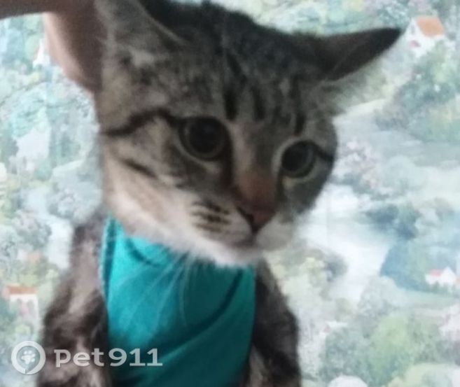 Пропала кошка в Костроме — фото объявления