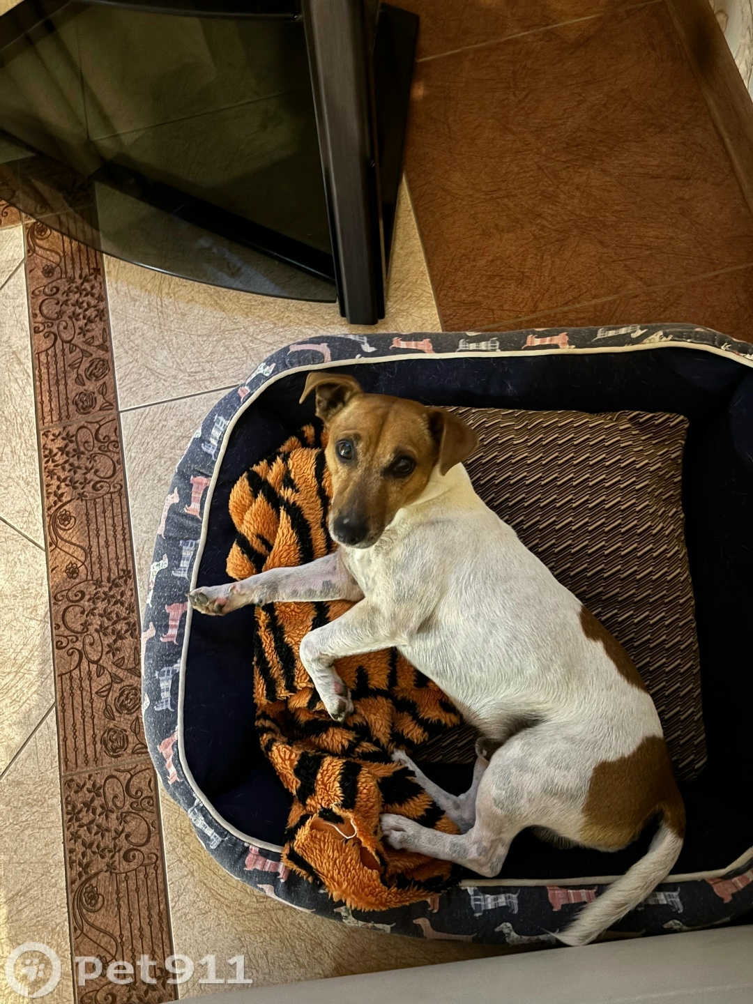 Пропала собака в Костроме — фото объявления