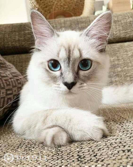 Пропала кошка в Костроме — фото объявления